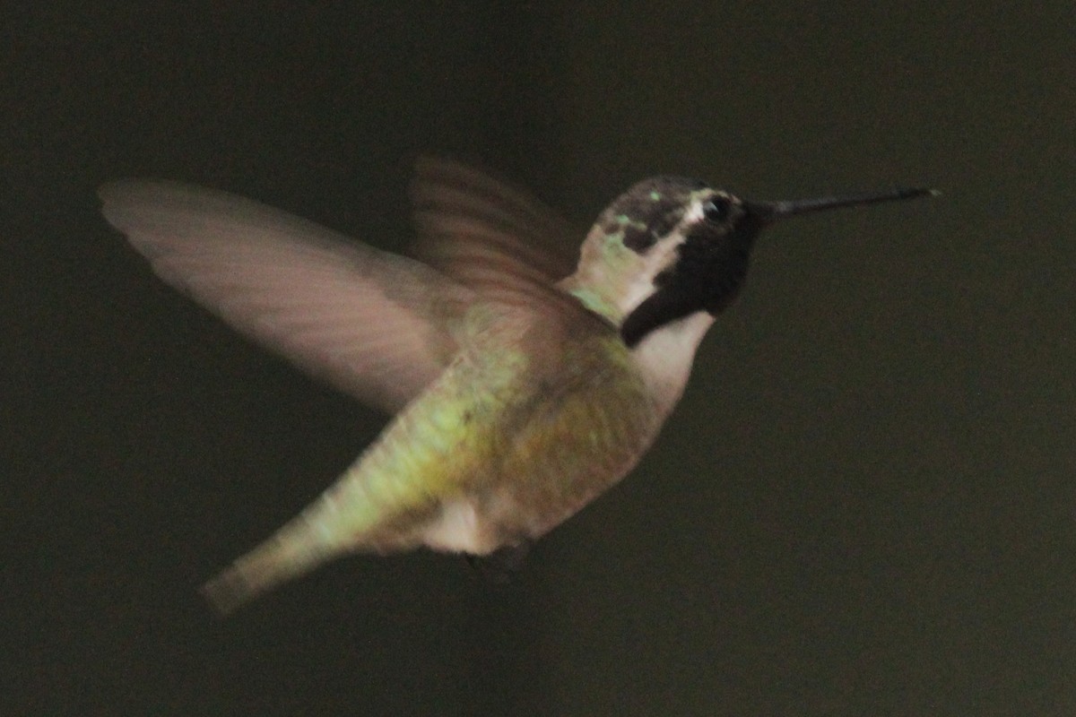 Costa's Hummingbird - ML54222511