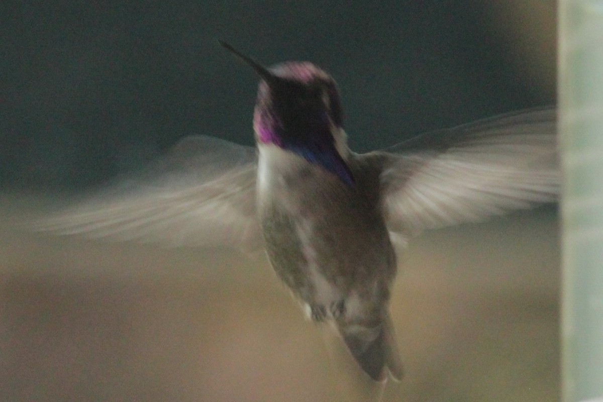 Costa's Hummingbird - ML54222521