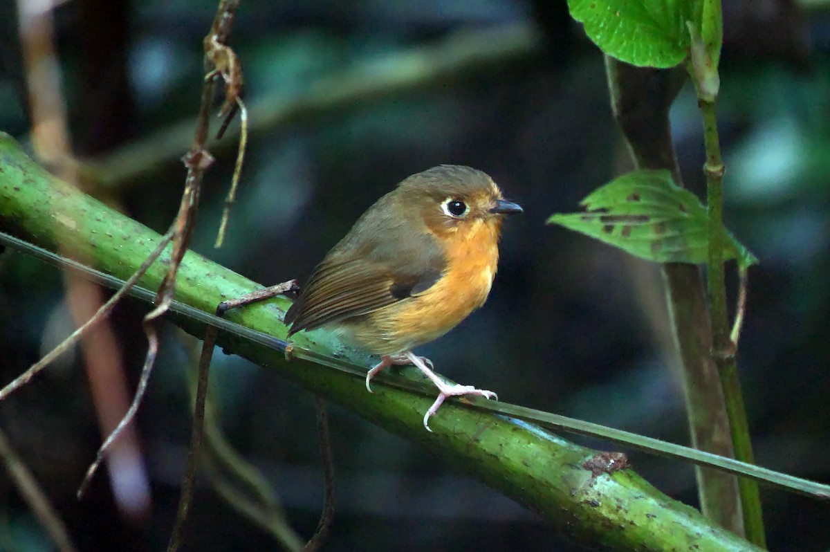 Rusty-breasted Antpitta (Rusty-breasted) - ML542227731