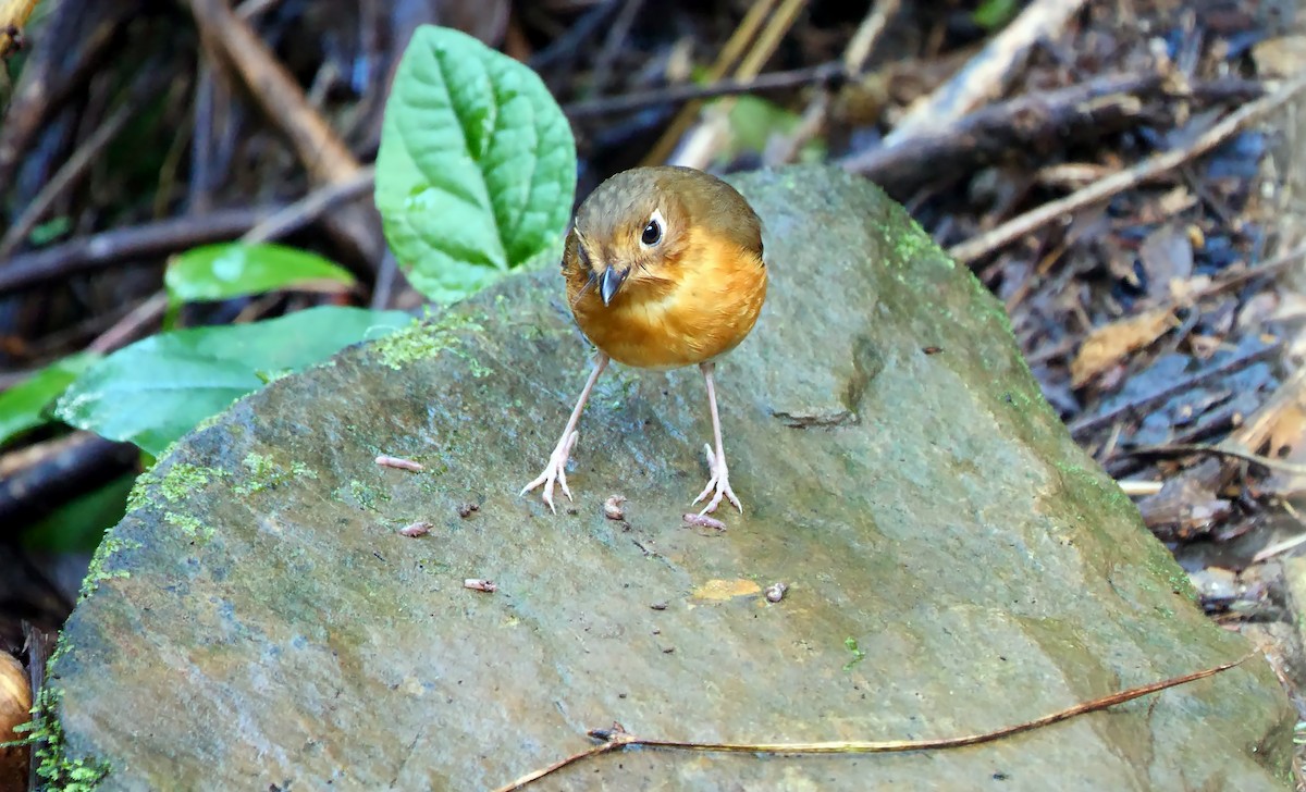 Rusty-breasted Antpitta (Rusty-breasted) - ML542227771