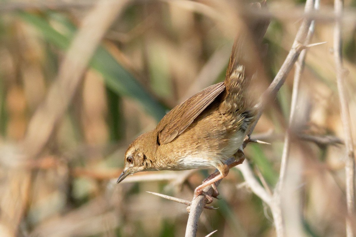 West Himalayan Bush Warbler - Able Lawrence
