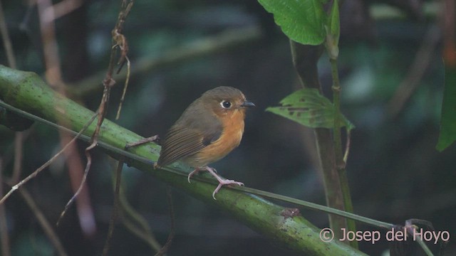 Rusty-breasted Antpitta (Rusty-breasted) - ML542232391