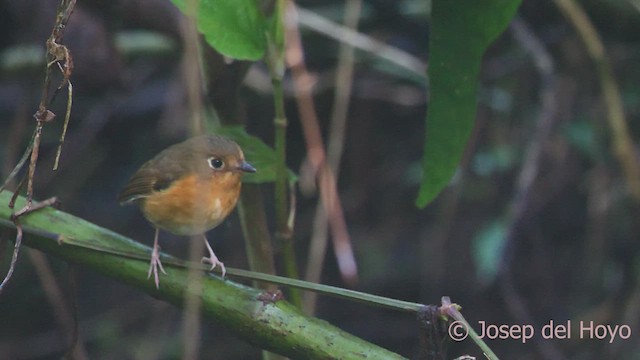 Rusty-breasted Antpitta (Rusty-breasted) - ML542234451