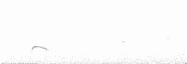 Weißkronen-Olivtyrann (Weißbauch-Olivtyrann) - ML542235181