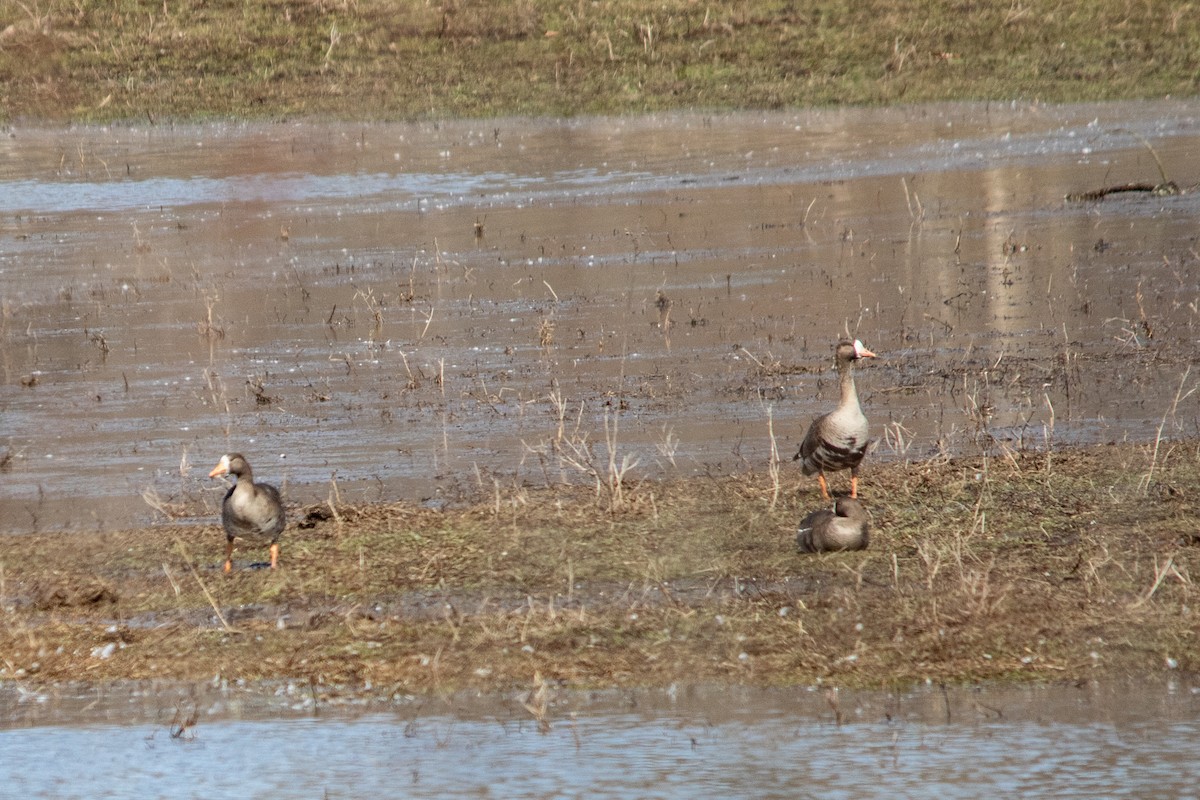 Greater White-fronted Goose - ML542235851