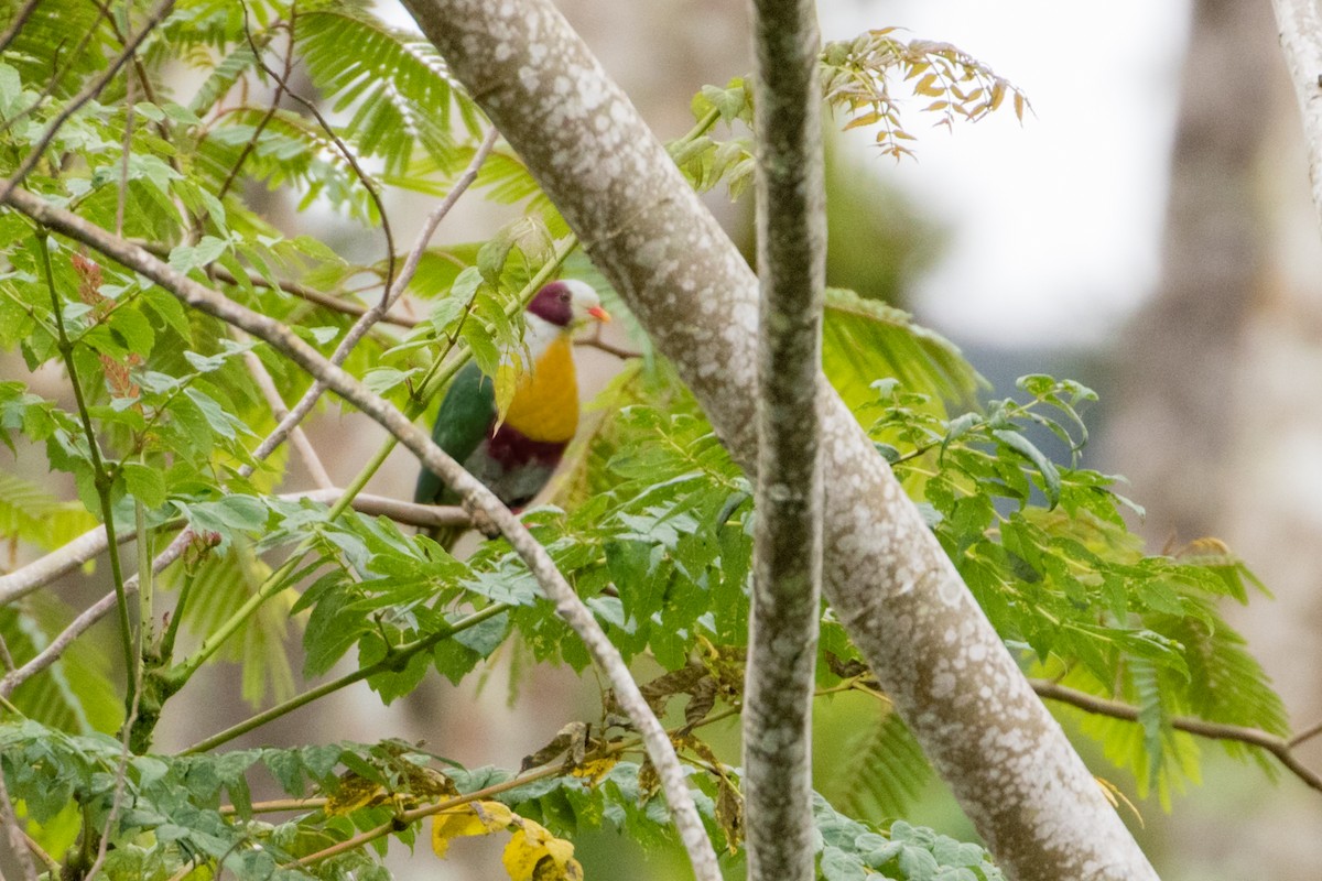 Yellow-breasted Fruit-Dove - ML542236641