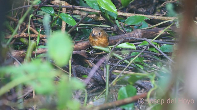 Rusty-breasted Antpitta (Rusty-breasted) - ML542237251
