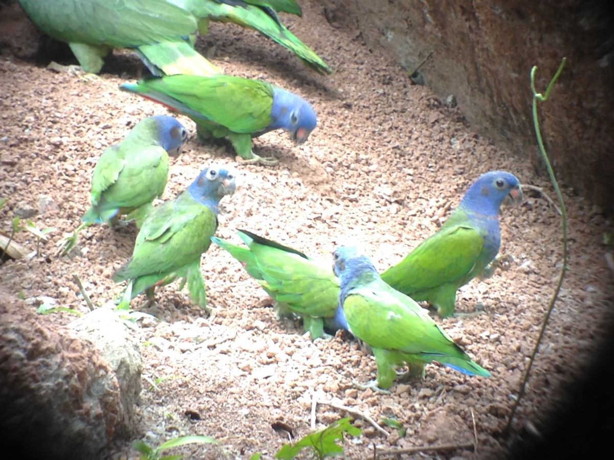 Blue-headed Parrot - ML54223981