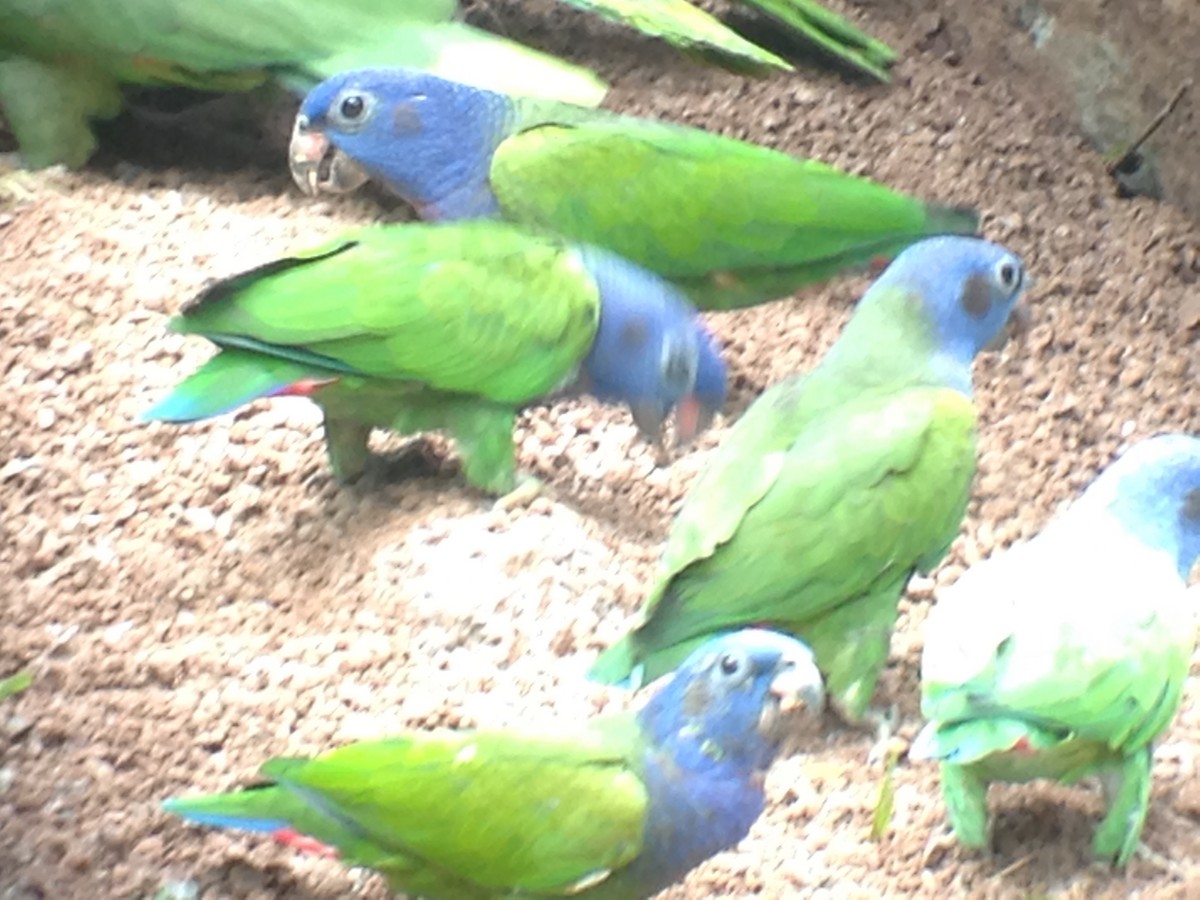 Папуга-червоногуз синьоголовий - ML54224201