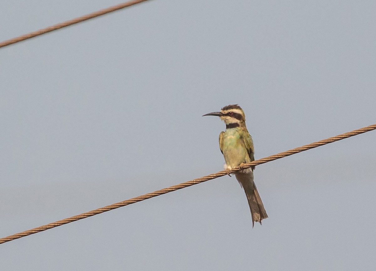White-throated Bee-eater - ML542242291