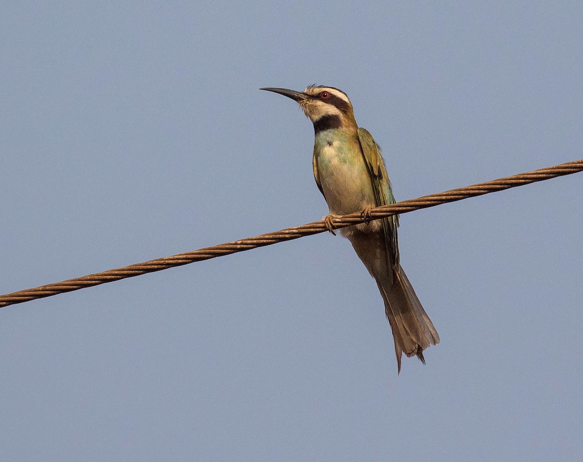 White-throated Bee-eater - ML542242311