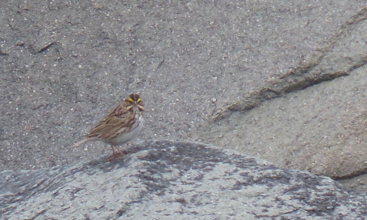 Savannah Sparrow - ML54224331