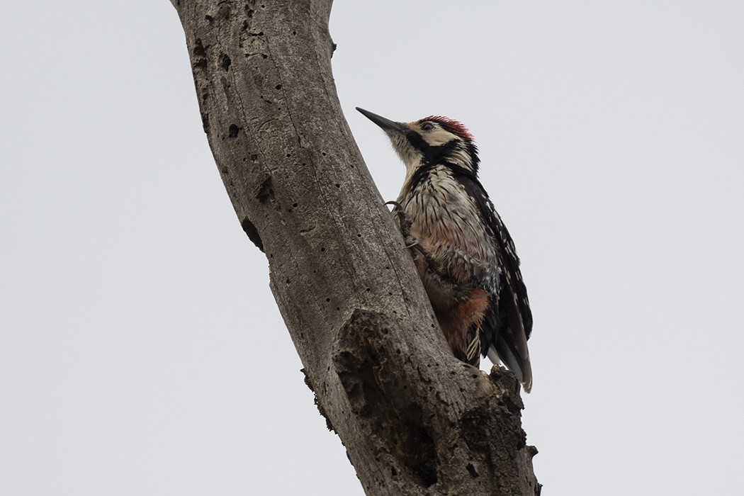 White-backed Woodpecker - ML542245501