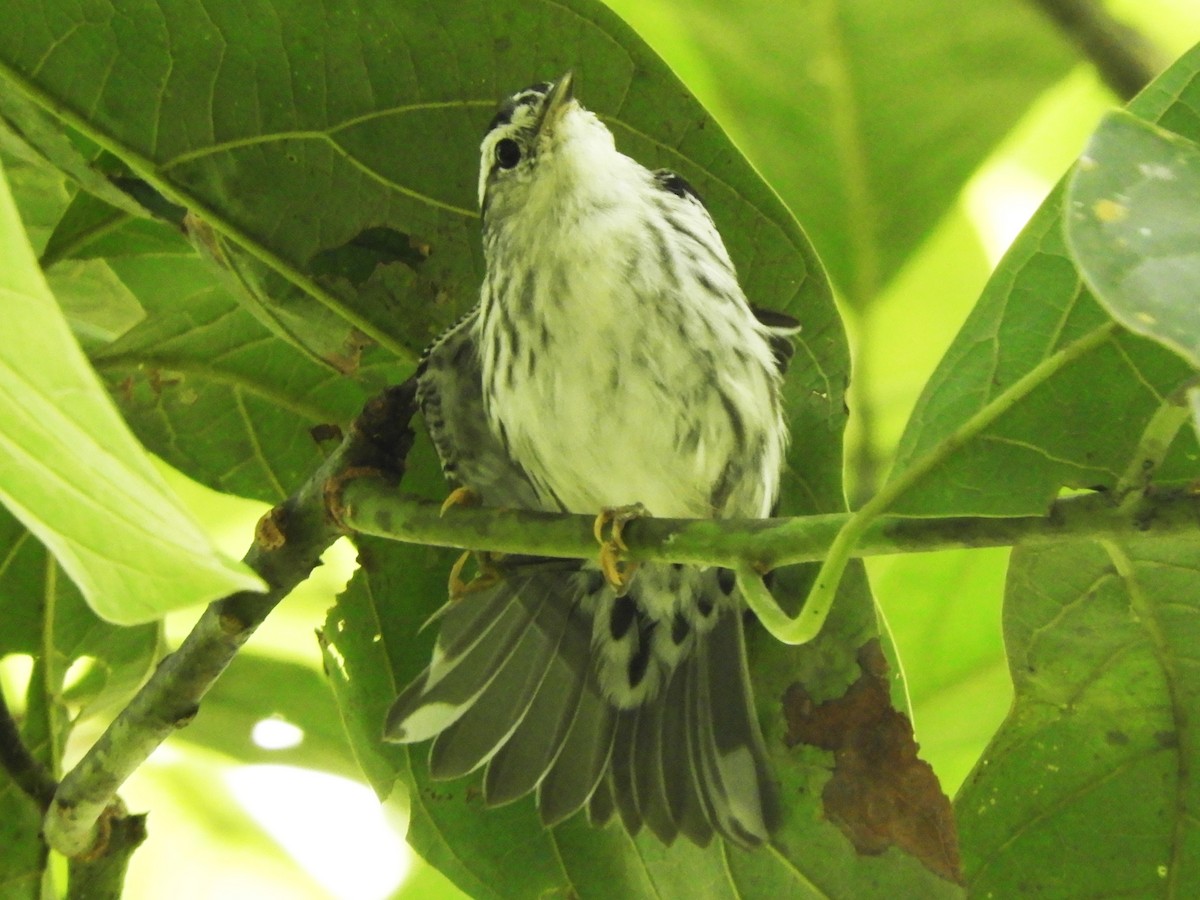 Black-and-white Warbler - ML542248261