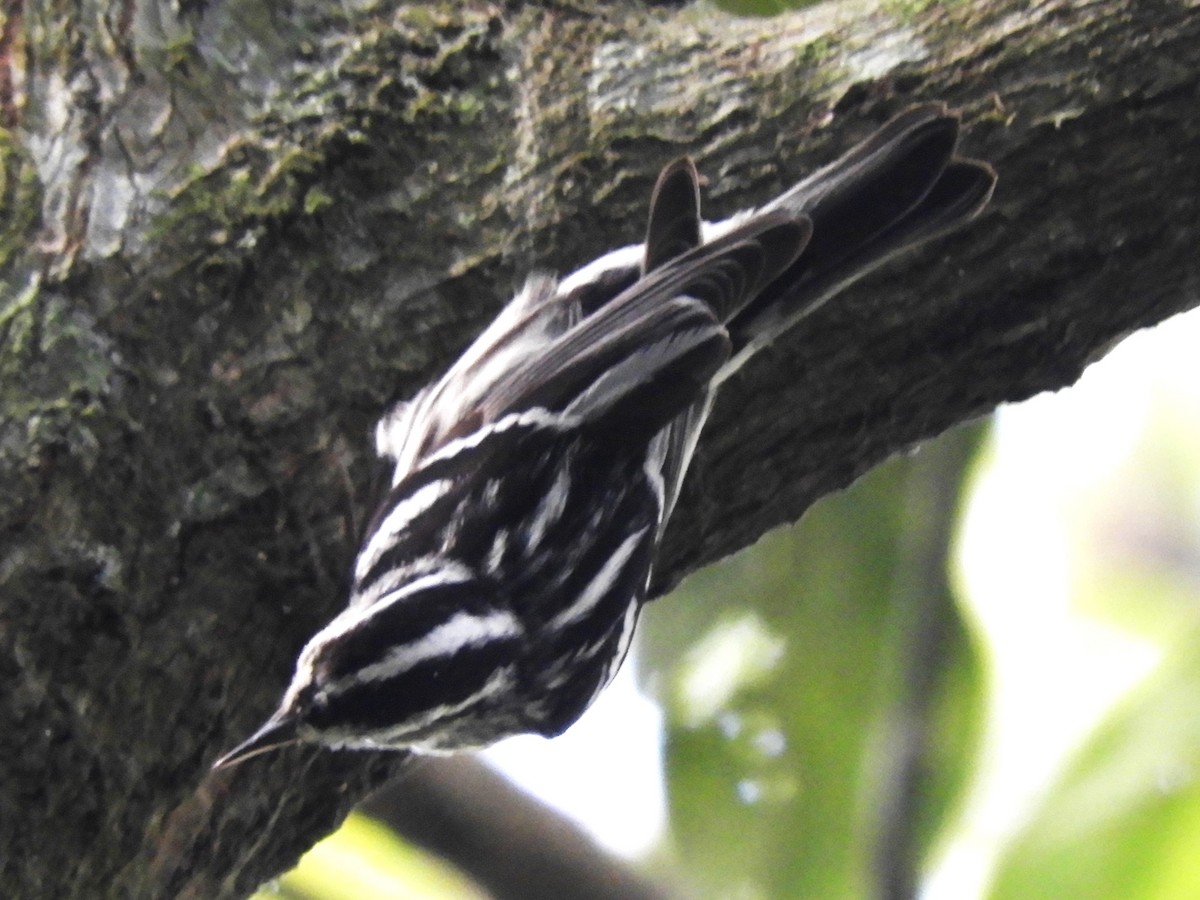 Black-and-white Warbler - Maria Corriols