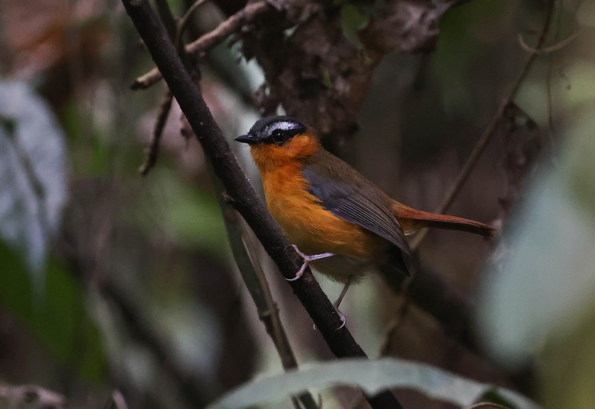 Gray-winged Robin-Chat - ML542250131