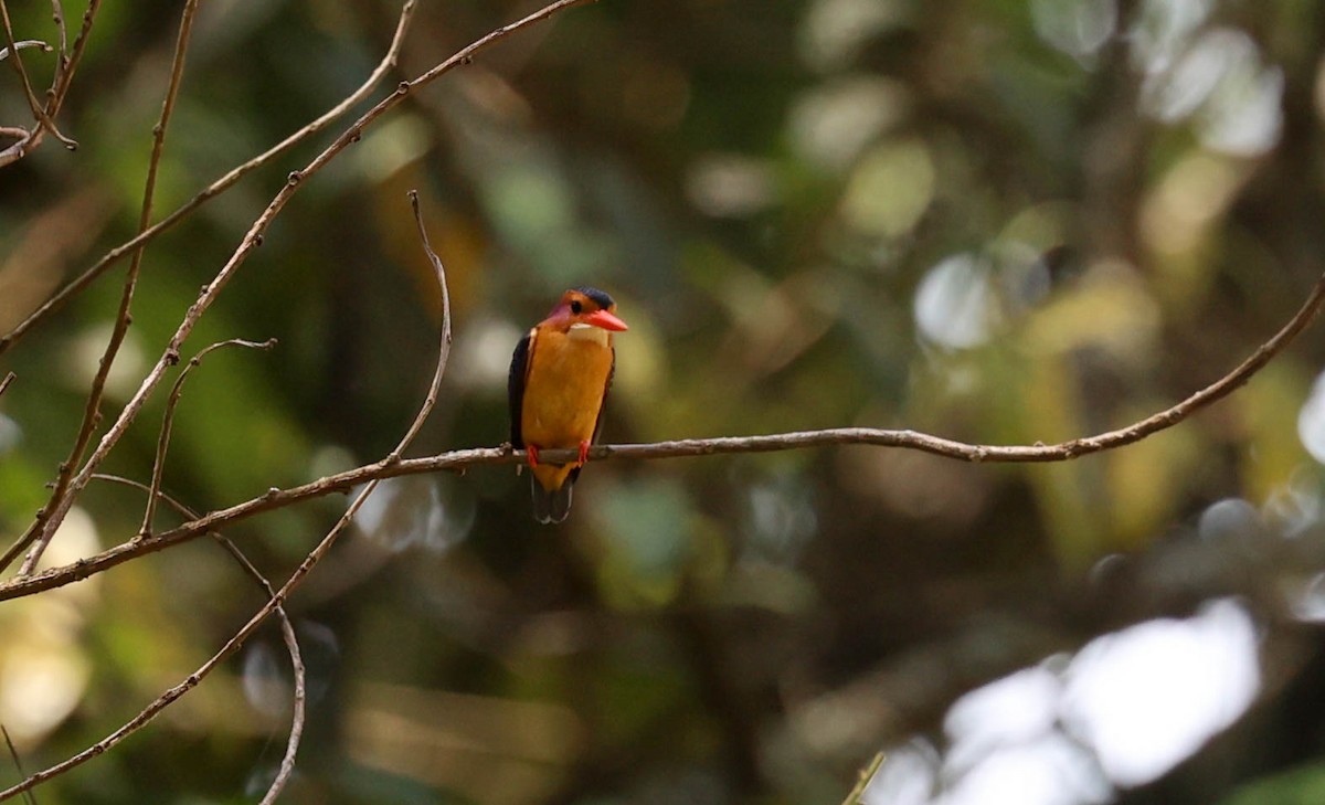 African Pygmy Kingfisher - ML542252131
