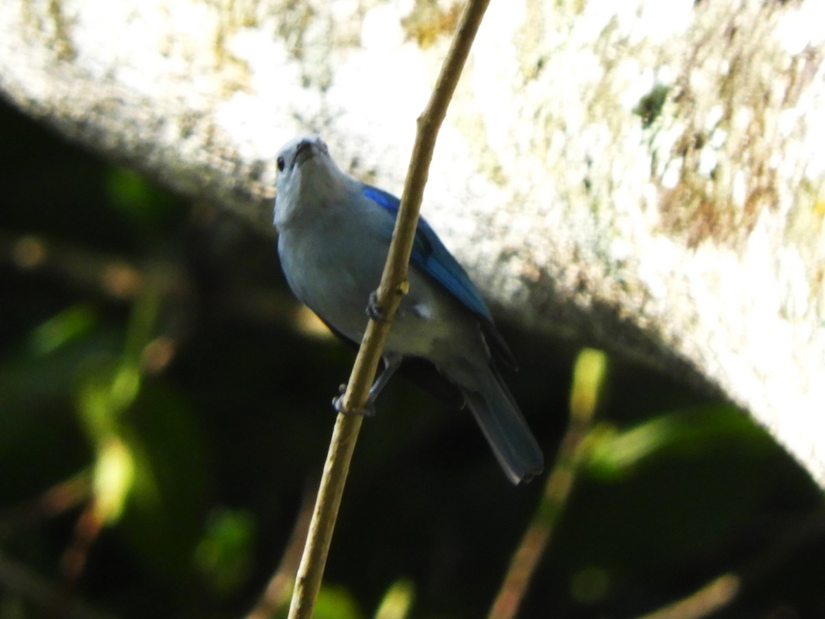 Blue-gray Tanager - ML542252301