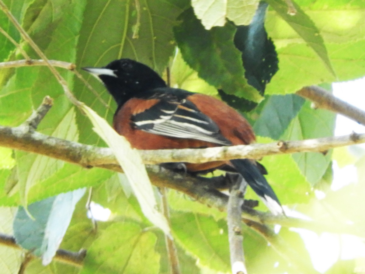 Orchard Oriole - ML542254221