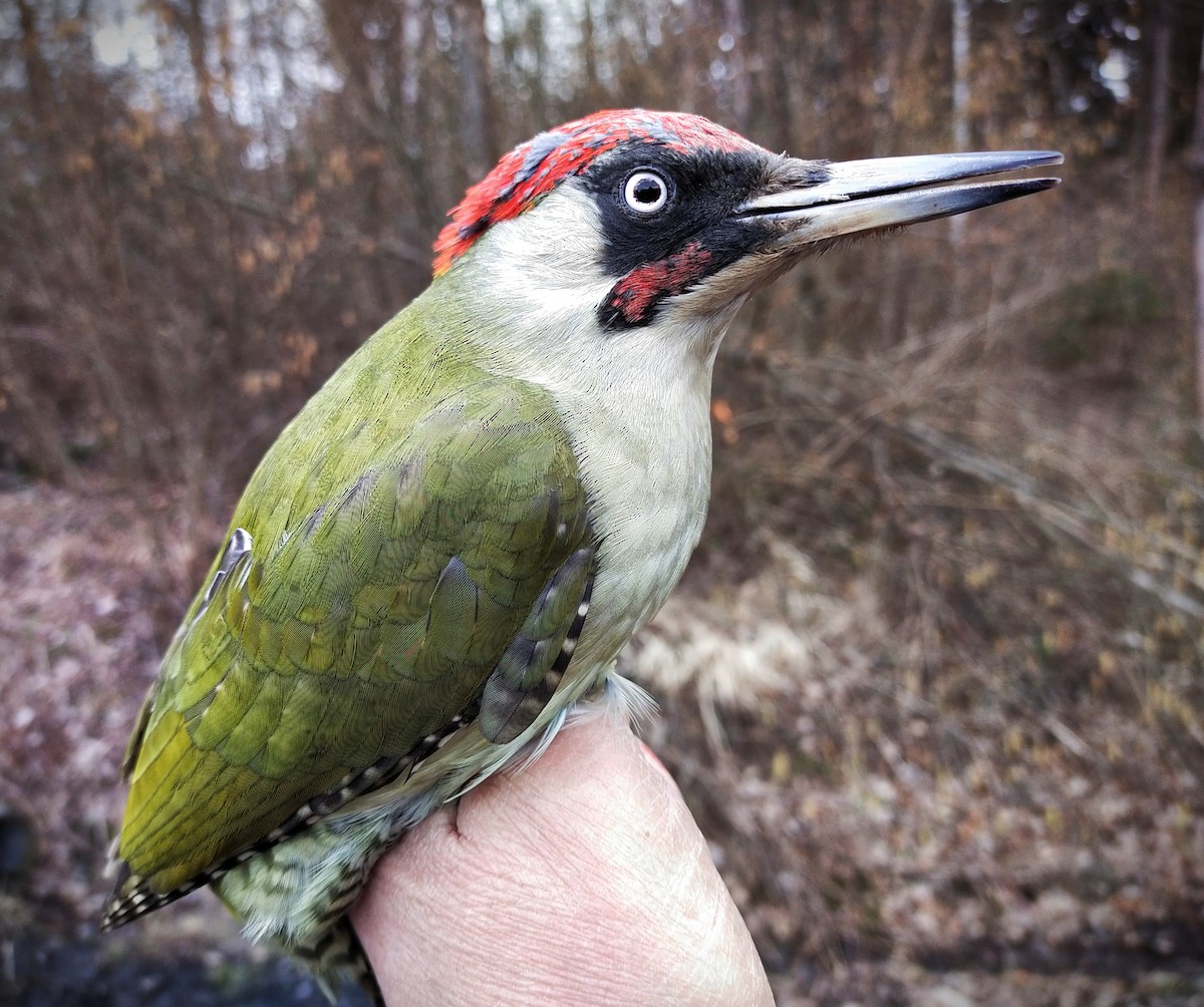 Eurasian Green Woodpecker (Eurasian) - ML542257461
