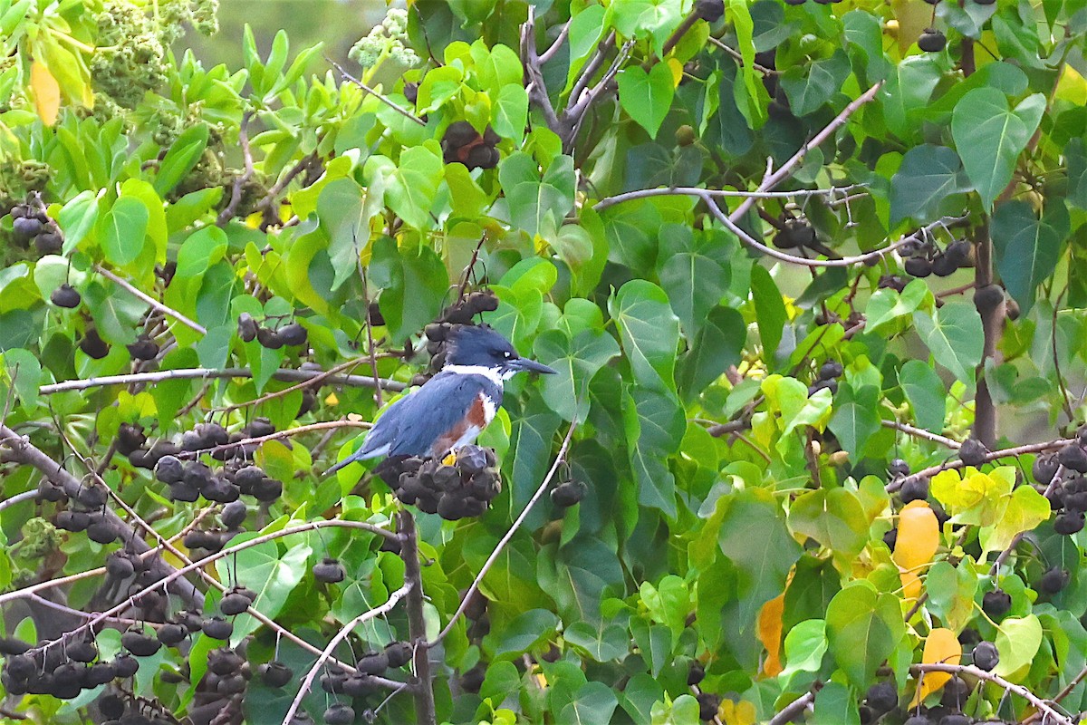 Belted Kingfisher - ML542257761