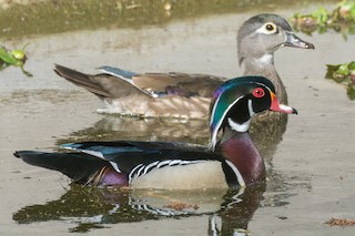 Wood Duck, ML542261361
