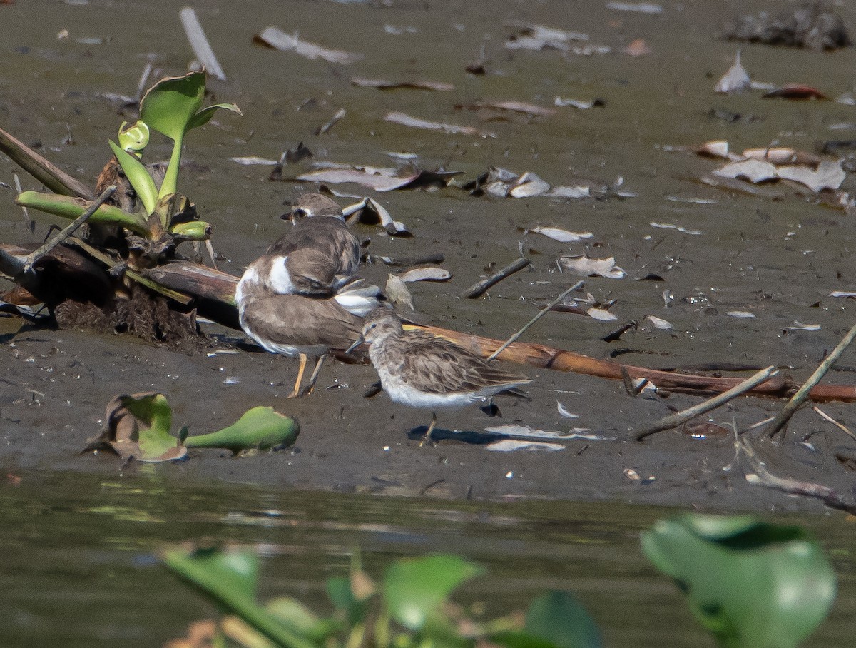 Semipalmated Plover - ML542263171