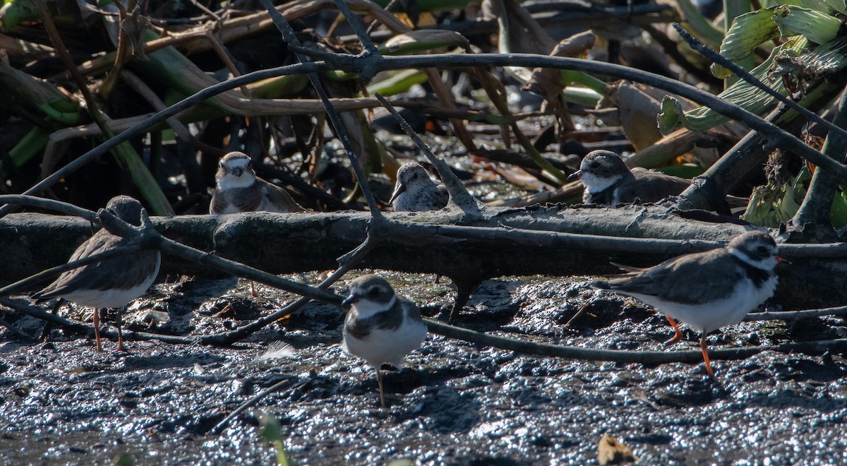 Semipalmated Plover - ML542263191