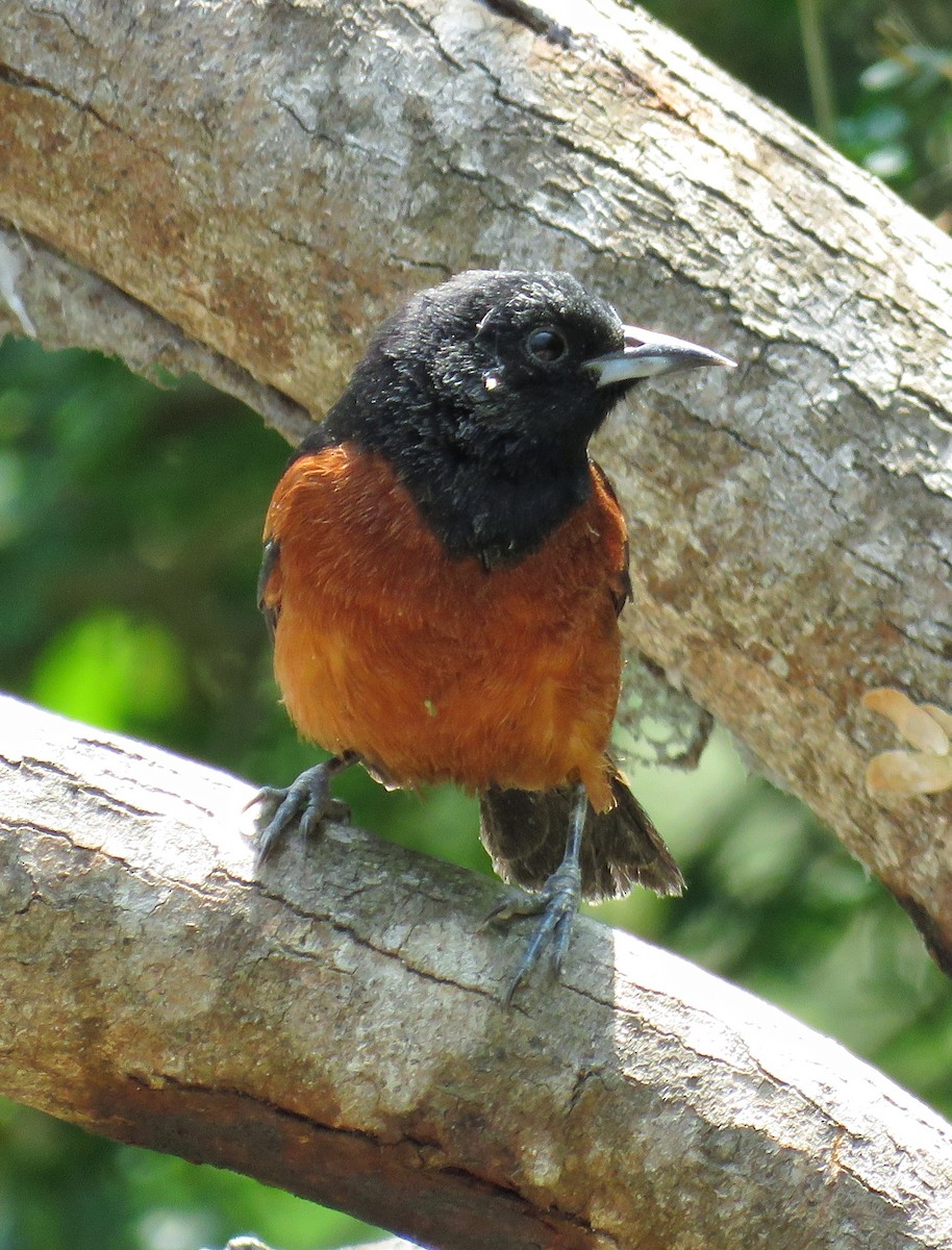 Orchard Oriole - ML54226611