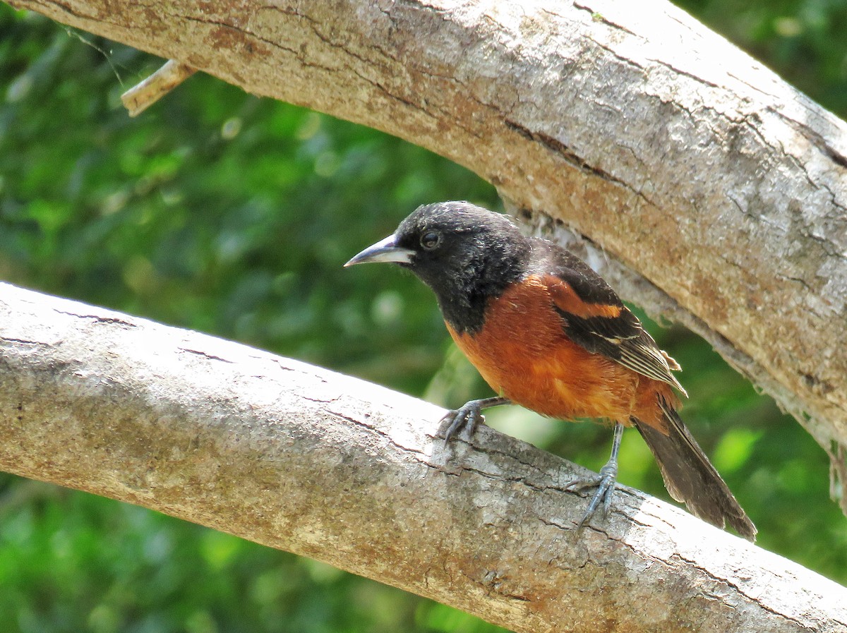 Orchard Oriole - ML54226641