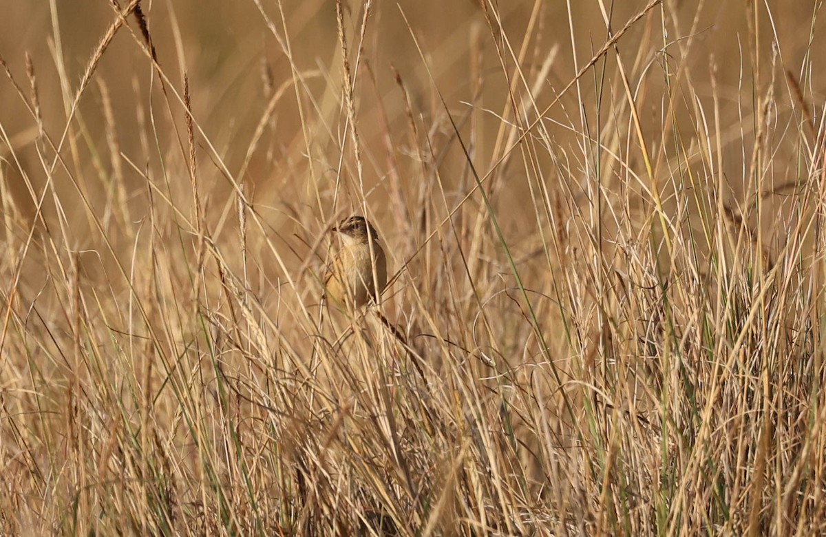 Wing-snapping Cisticola - ML542266471