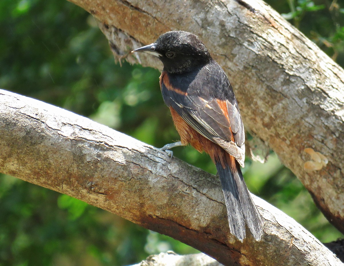 Orchard Oriole - ML54226651