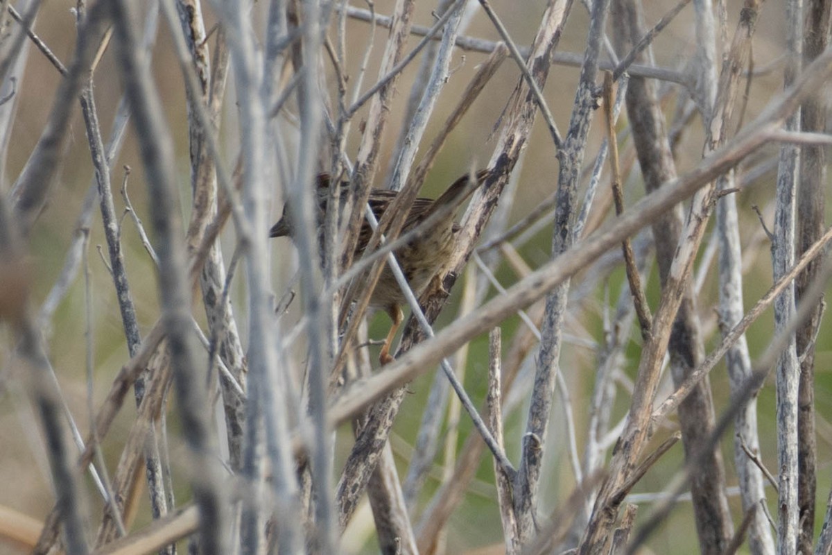 Swamp Sparrow - ML54226761