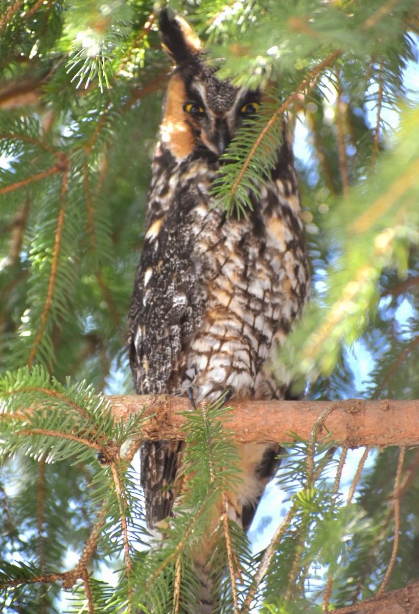 Long-eared Owl (American) - ML542268651