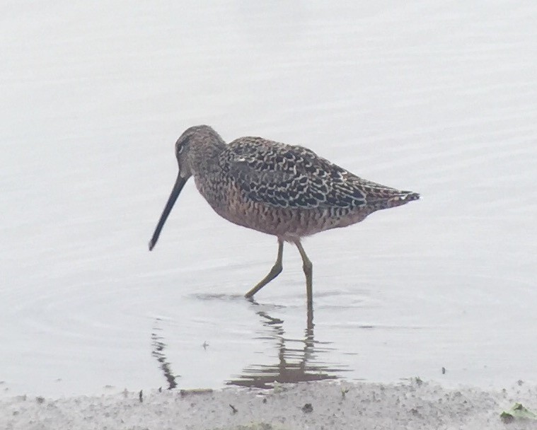 Long-billed Dowitcher - ML54227081