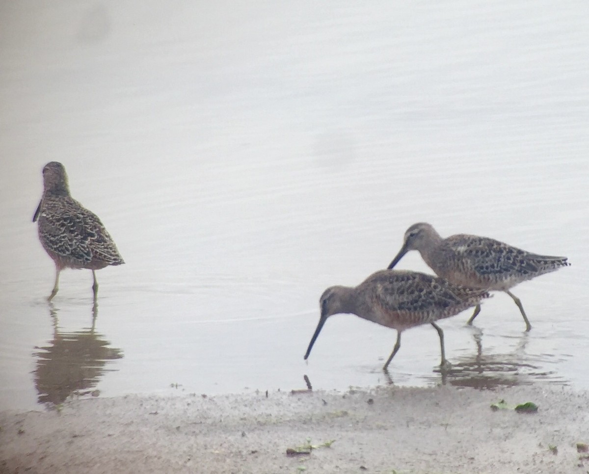 Long-billed Dowitcher - ML54227101