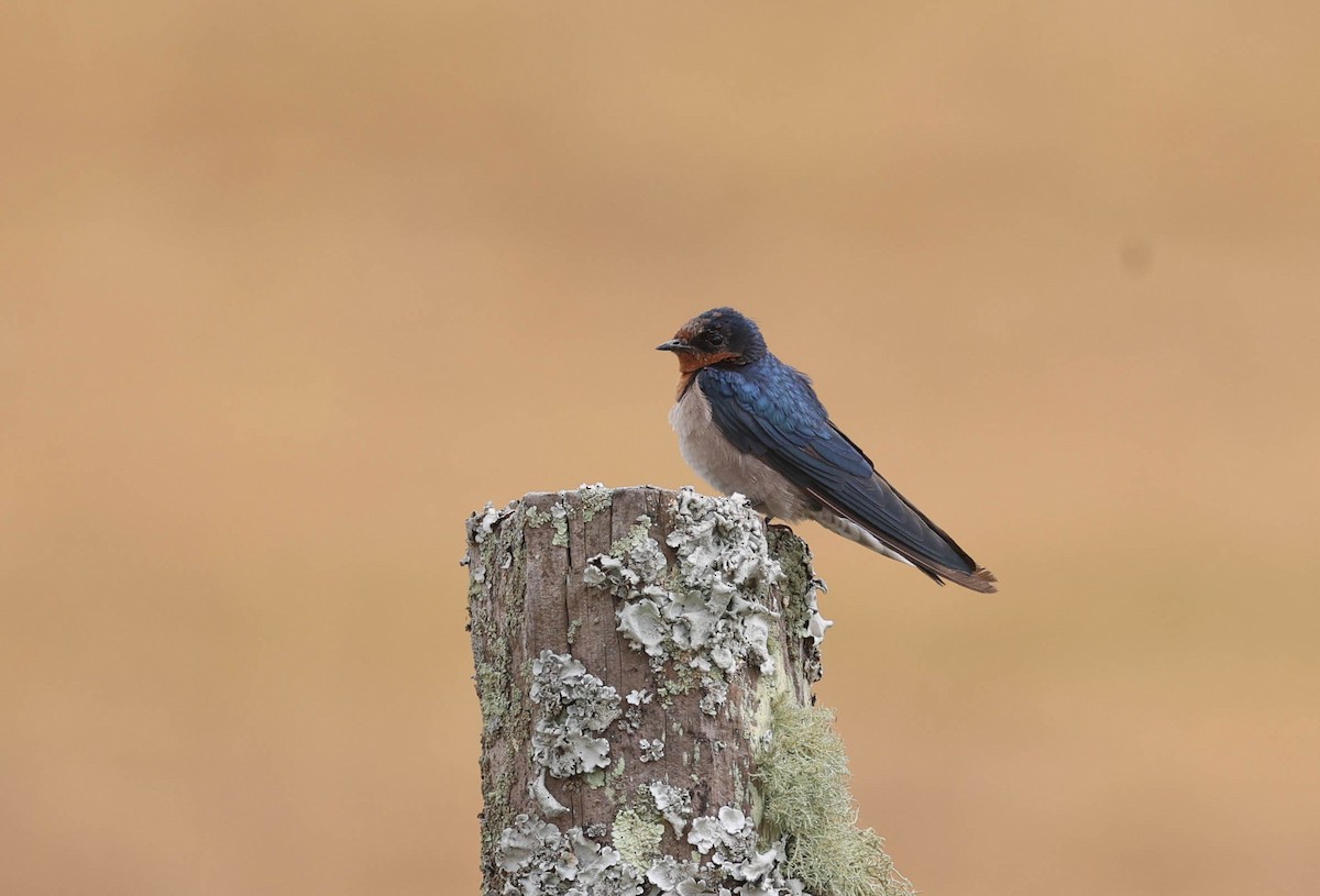 Angola Swallow - Raymond  Birkelund