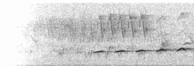  - Fork-tailed Drongo-Cuckoo