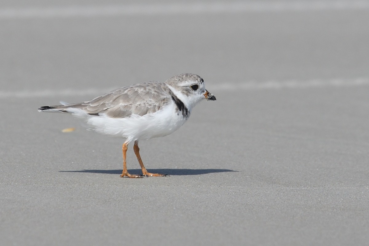 Piping Plover - ML542277211