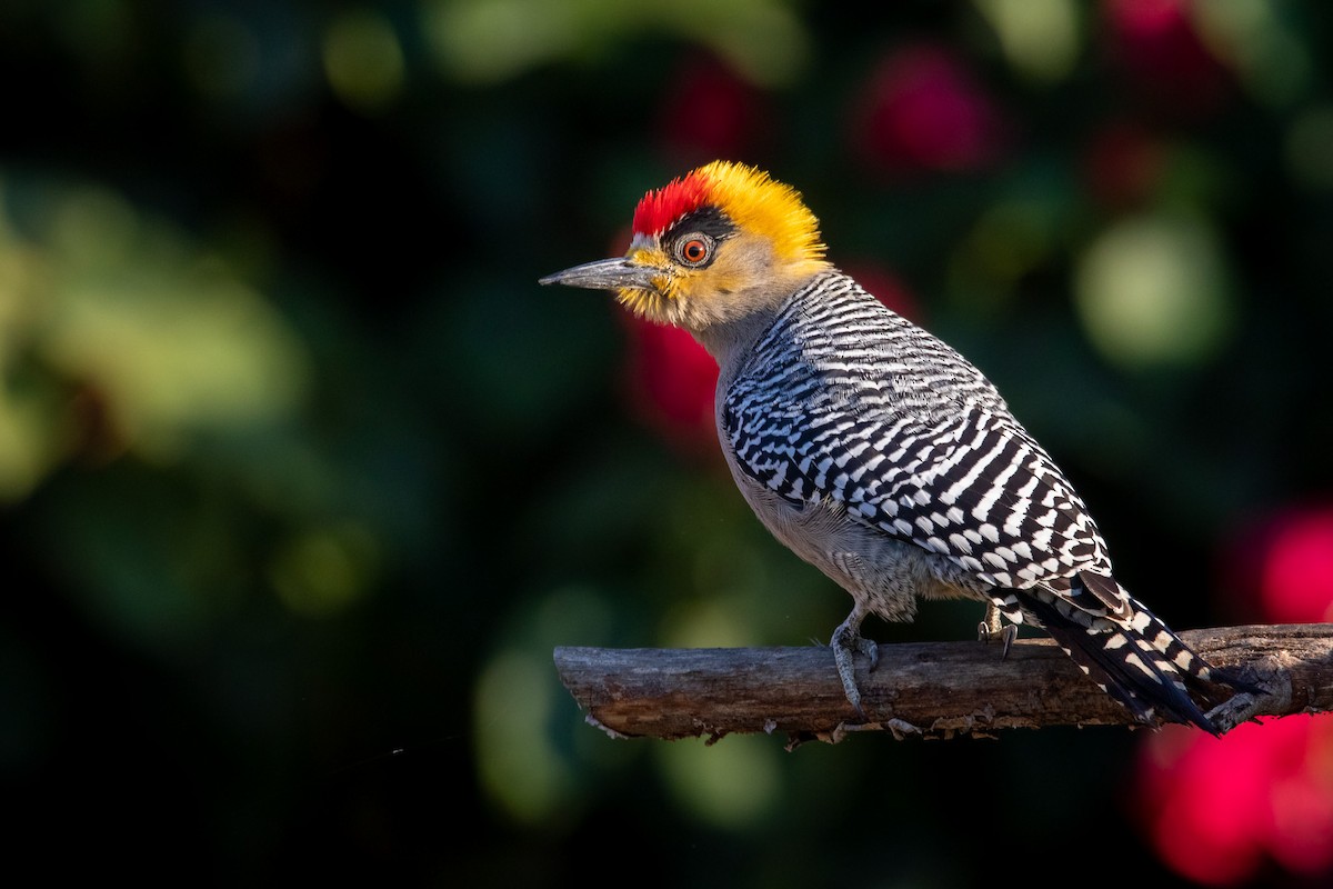 Golden-cheeked Woodpecker - ML542279941