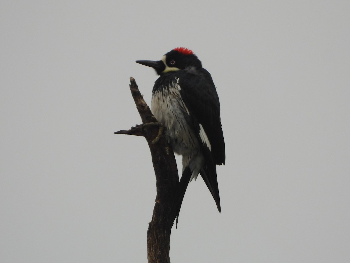 Acorn Woodpecker - ML542280141