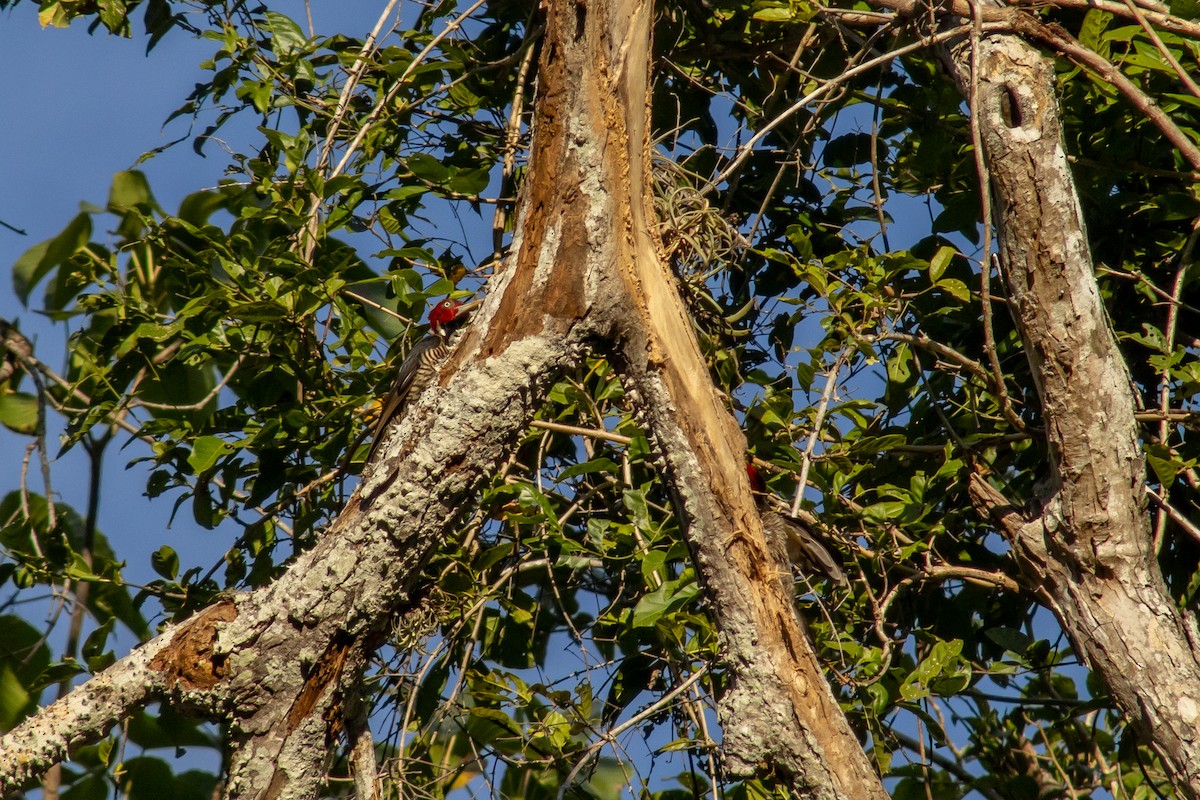 Pale-billed Woodpecker - ML542281651