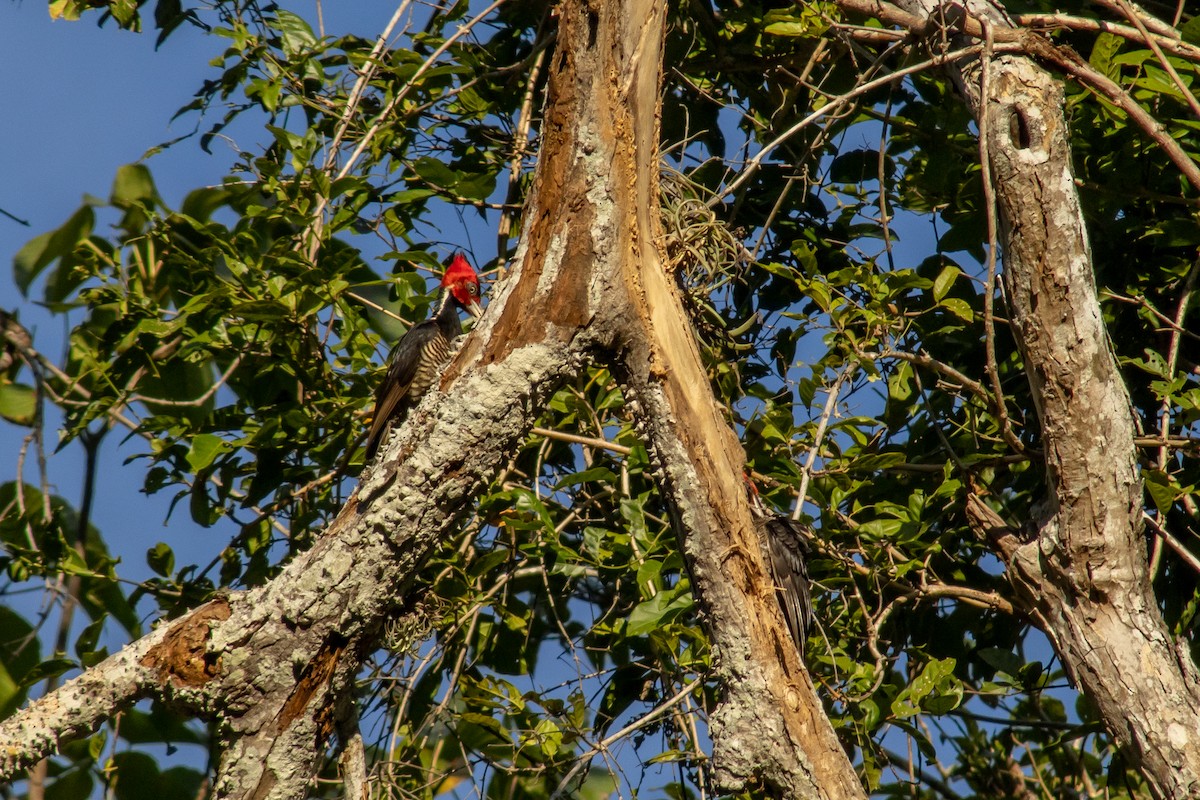 Pale-billed Woodpecker - ML542281691