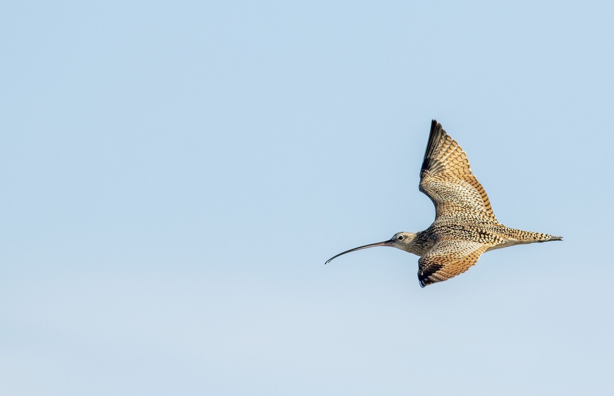 Long-billed Curlew - ML542283421