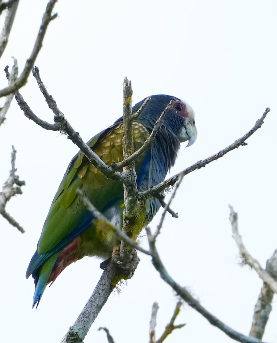 White-crowned Parrot - ML542285661