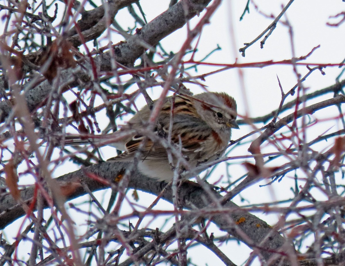 American Tree Sparrow - ML542289001