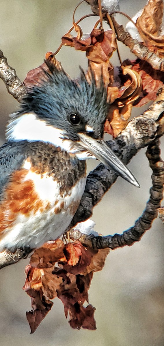 Belted Kingfisher - Trent   Bray
