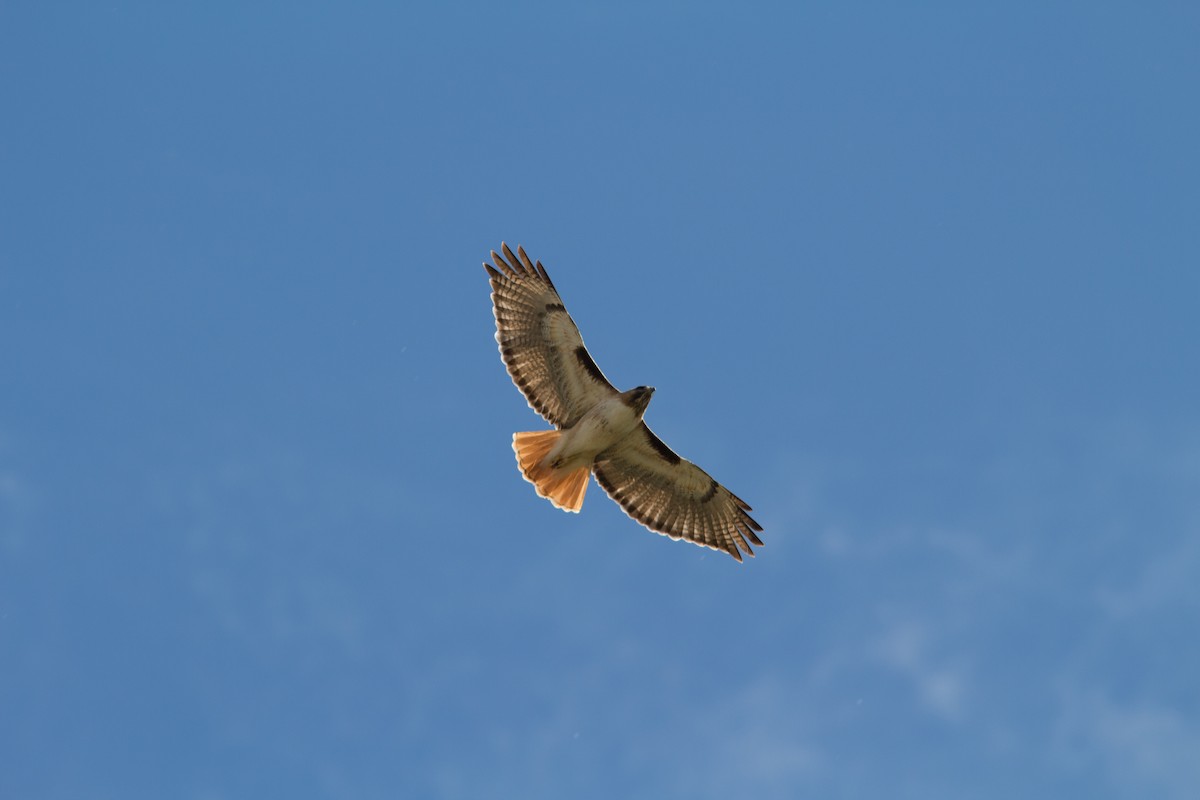 Red-tailed Hawk - Justin Saunders