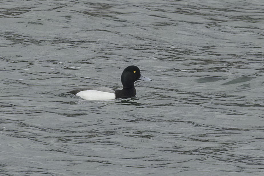 Greater Scaup - ML542296471