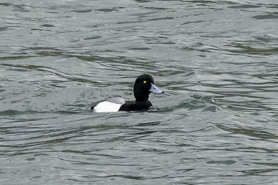 Greater Scaup - ML542296481